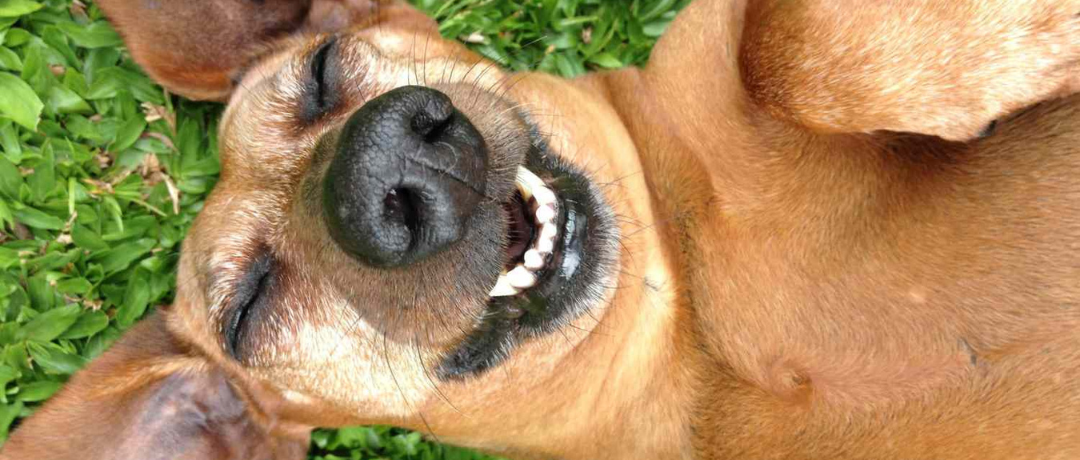 Homemade Energy Treats for Senior Dogs: What to Consider