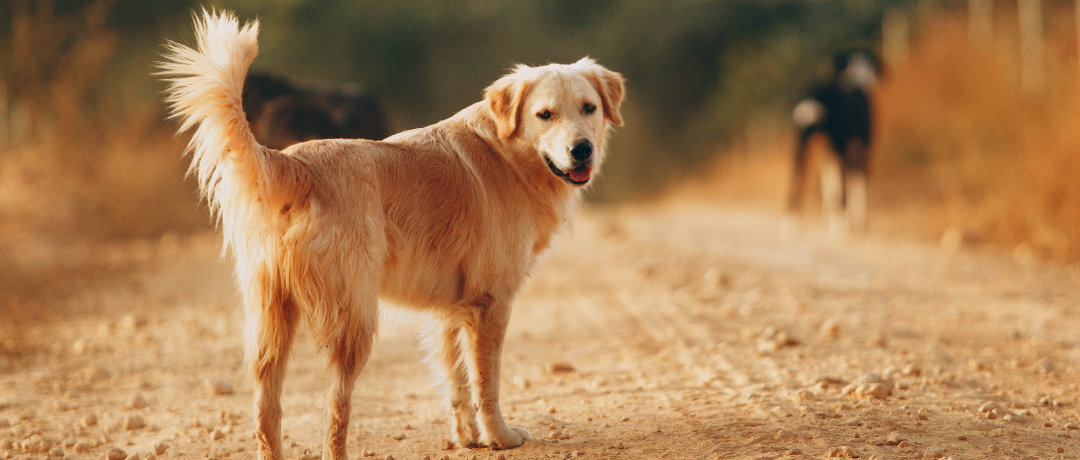 Carbs for Canines: Identifying Energy-Boosting Sources and Avoiding Energy Drains