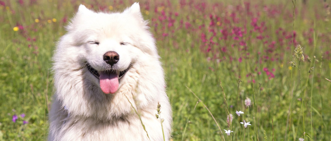 Healthy Treats, Happy Tails: A Guide to Low-Calorie Homemade Dog Treats