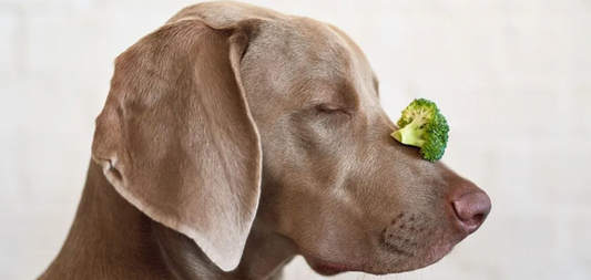 Is Organic Really Better? Comparing Organic and Non-Organic Homemade Dog Treats