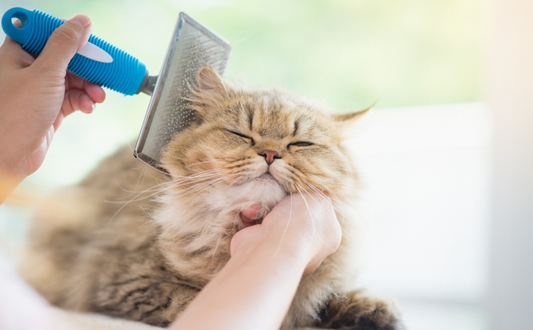 The Science of Hairballs: Causes and Dietary Solutions using homemade treats