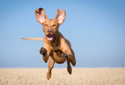 The Science Behind Energy-Boosting Foods for Dogs