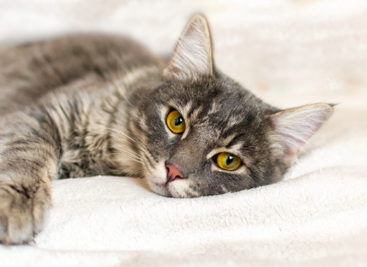 Managing Feline Diabetes