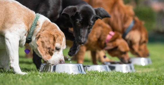7 Superfoods to Include in Your Homemade Dog Treats