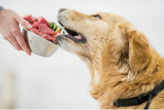 Choosing the Right Protein for Your Dog's Diet