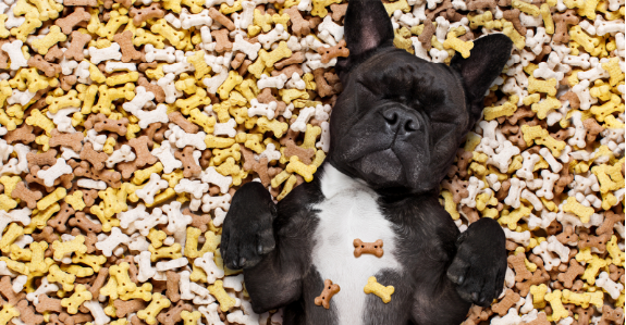 Challenging the Norm: Why DIY Dog Treats Are Superior?